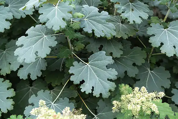 How Macleaya Cordata Extract Supports Immune Function？